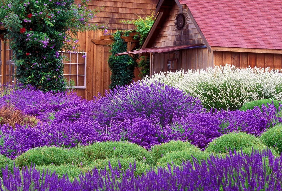 6 cespugli di lavanda