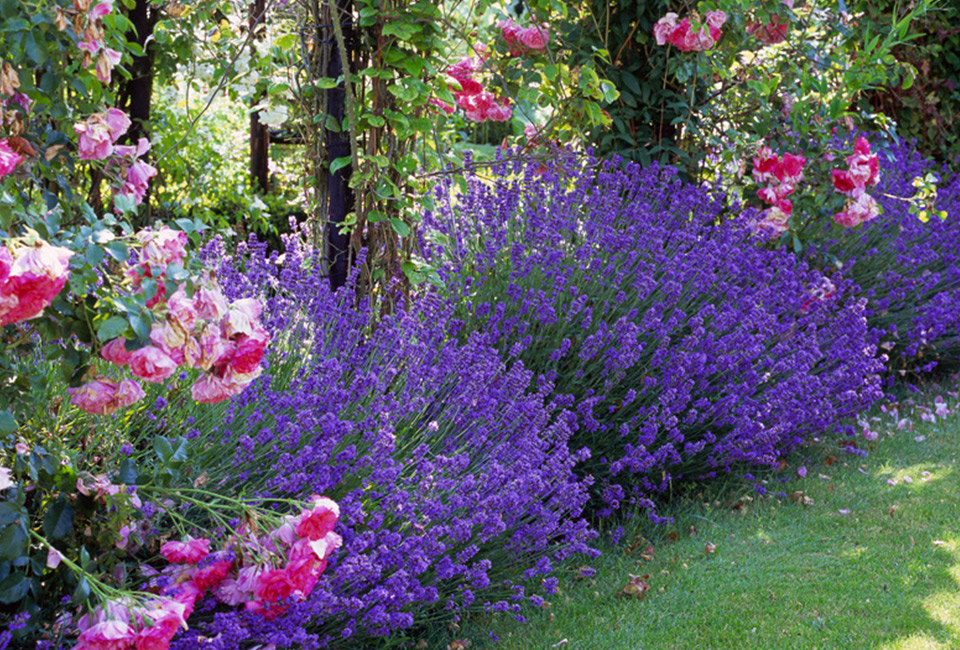 6 cespugli di lavanda