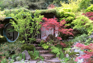 Set van 3 XL Japanse esdoorns — 2