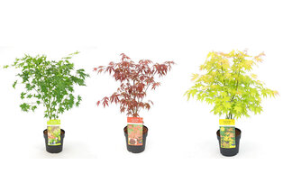 Set van 3 XL Japanse esdoorns — 3