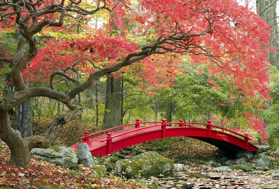 3 arces japoneses XL
