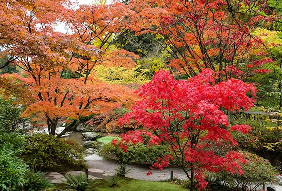 3 arces japoneses XL