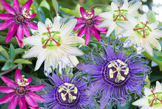 Passiflora 