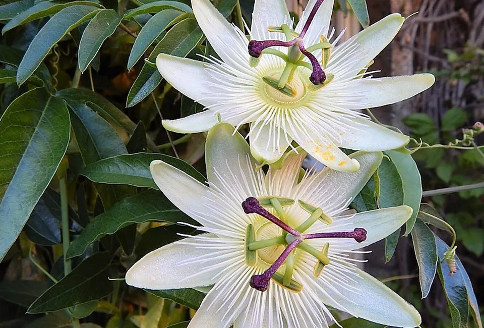 Pasiflora