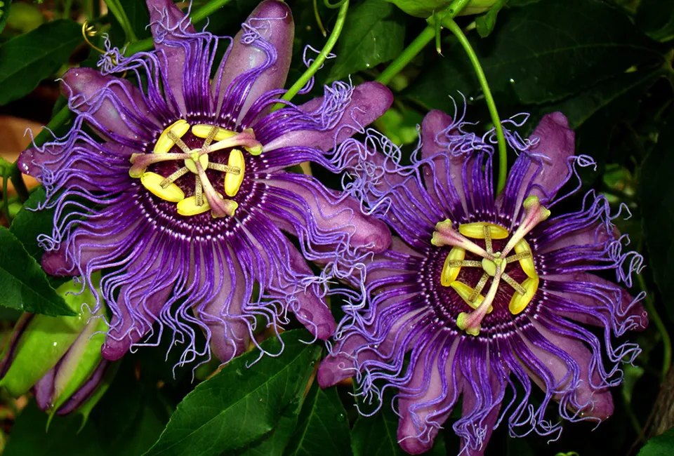 Pasiflora