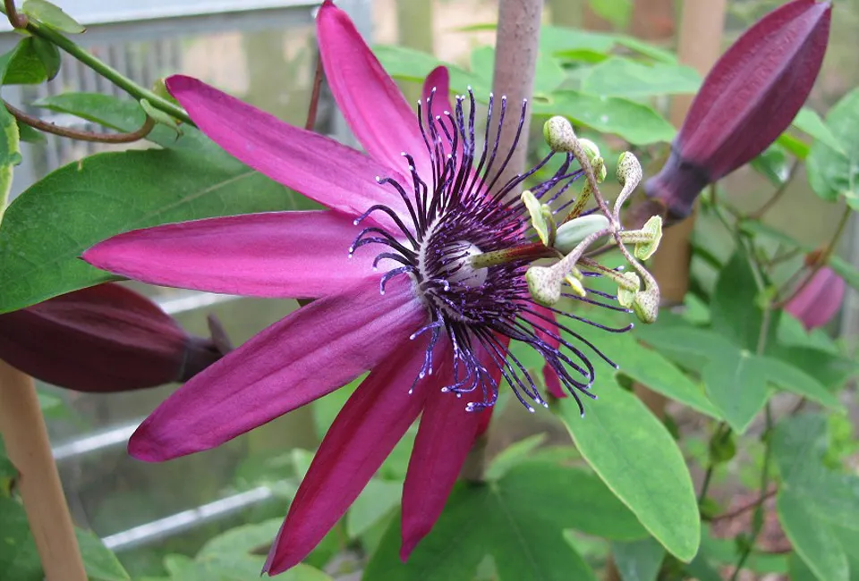 Pasiflora