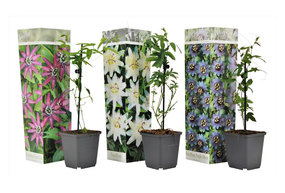 Pasiflora