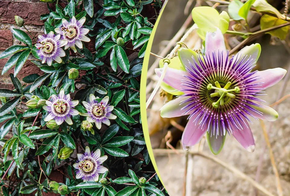 Pasiflora