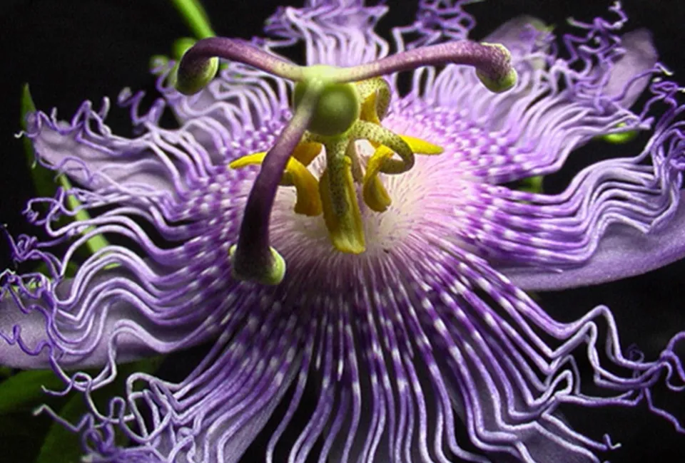 Pasiflora