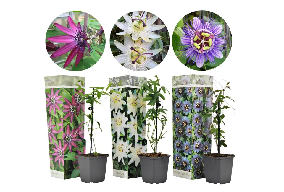 Pasiflora