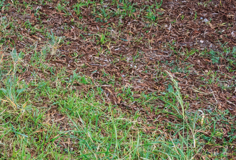 Une pelouse plus verte en un clin d’œil grâce aux semences AvantGrazz