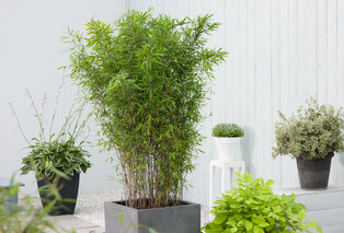 Set of two XXL bamboo bushes