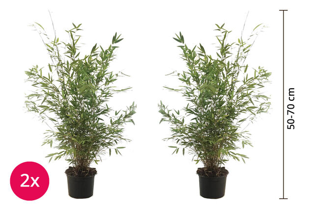 Lot de 2 plants de bambou XXL