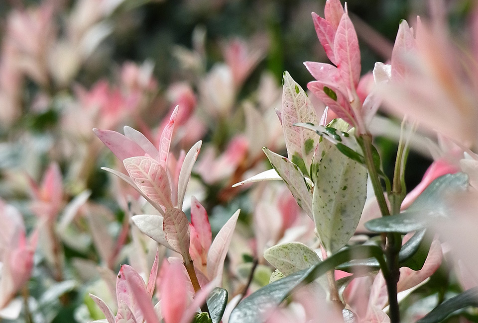 Set of two large Japanese Flamingo Willows 