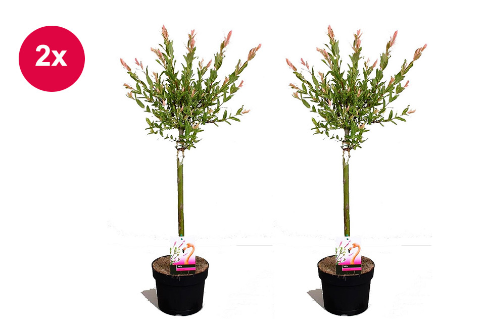 Set of two large Japanese Flamingo Willows 