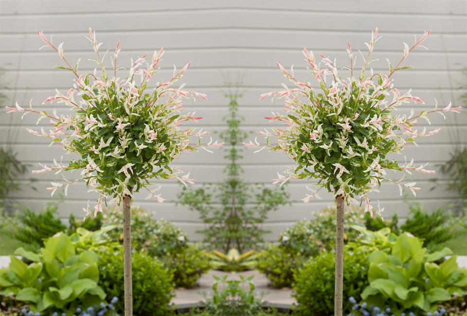 Set of two large Japanese Flamingo Willows 