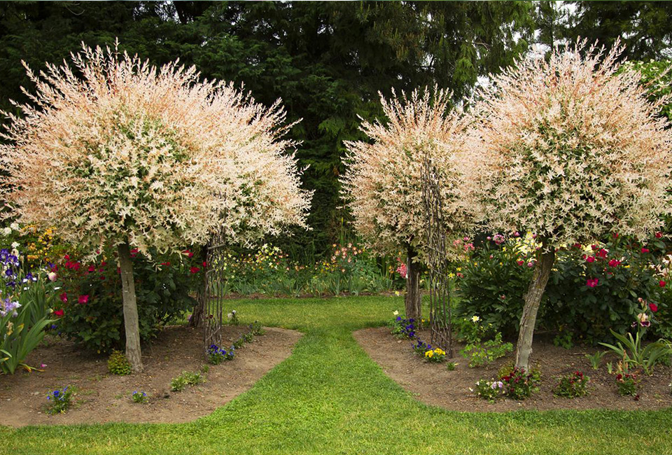 Set of two large Japanese Flamingo Willows 