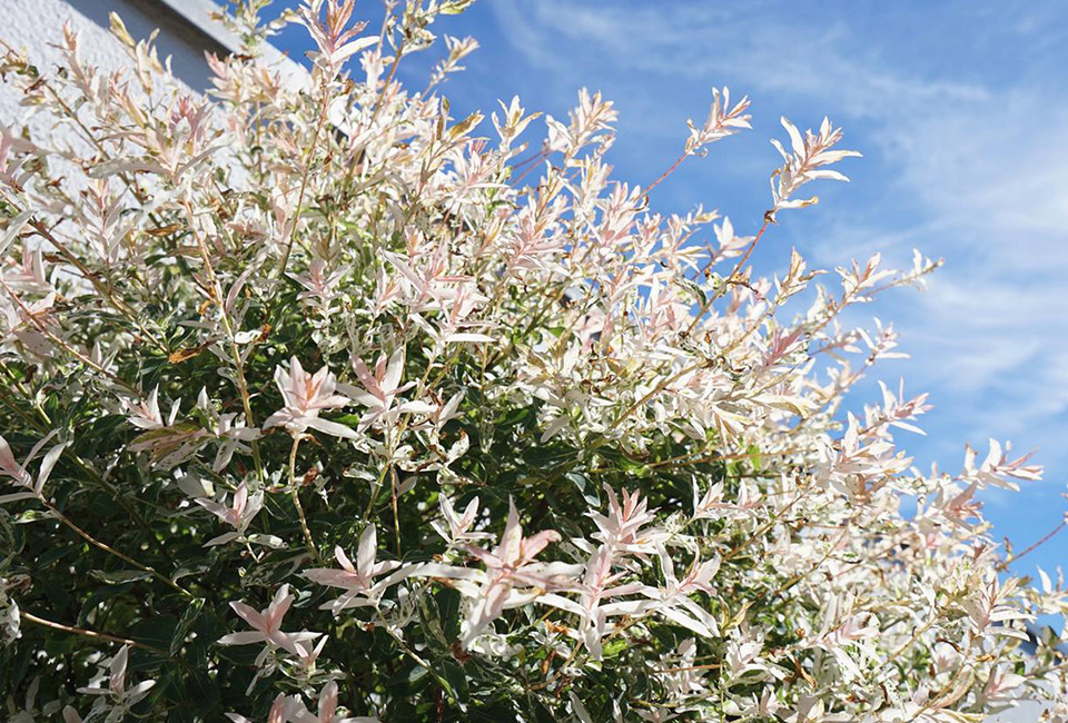 Set of two large Japanese Flamingo Willows 