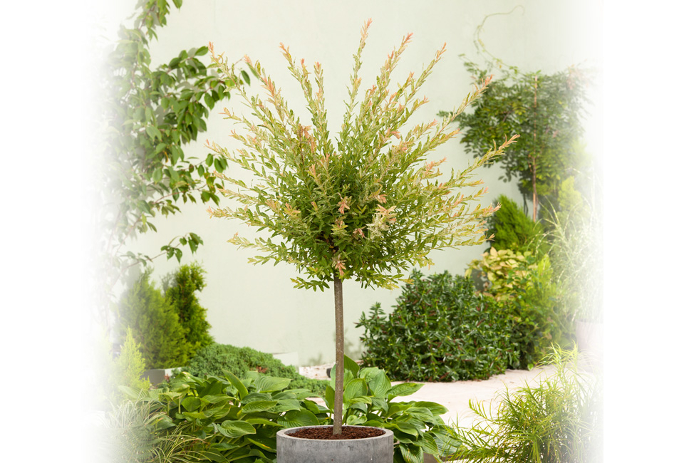 Set of two large Japanese Flamingo Willows 