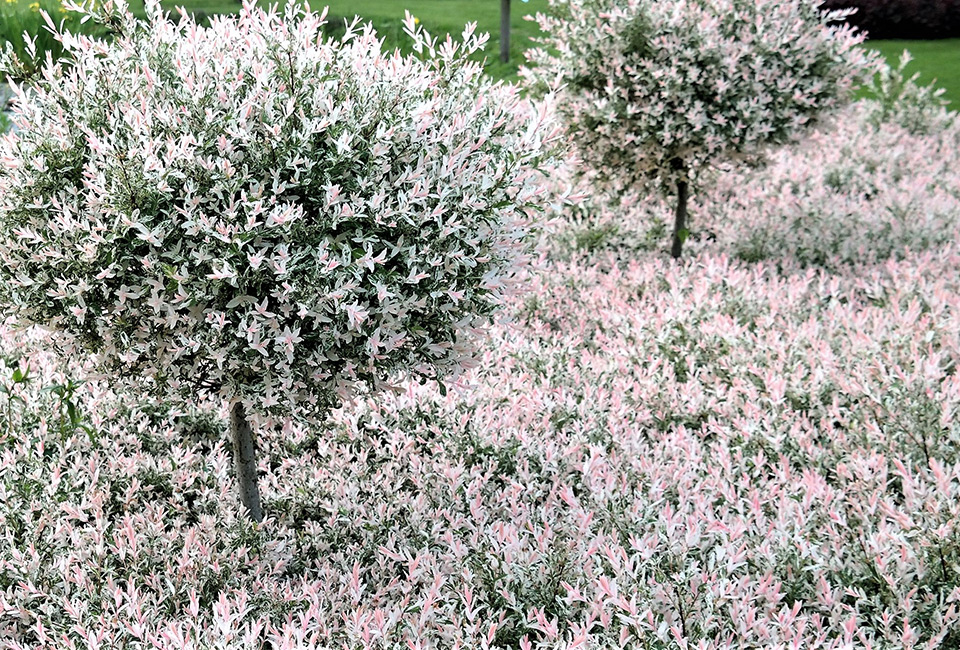 Set of two large Japanese Flamingo Willows 