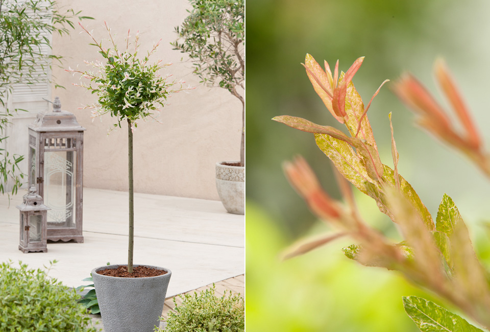 Set of two large Japanese Flamingo Willows 