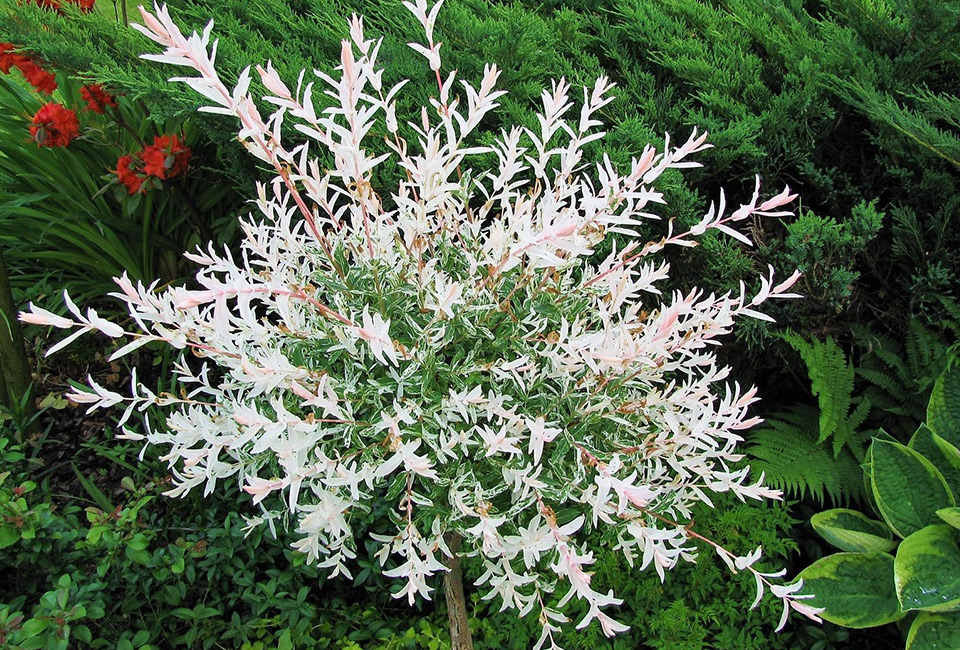 Set of two large Japanese Flamingo Willows 