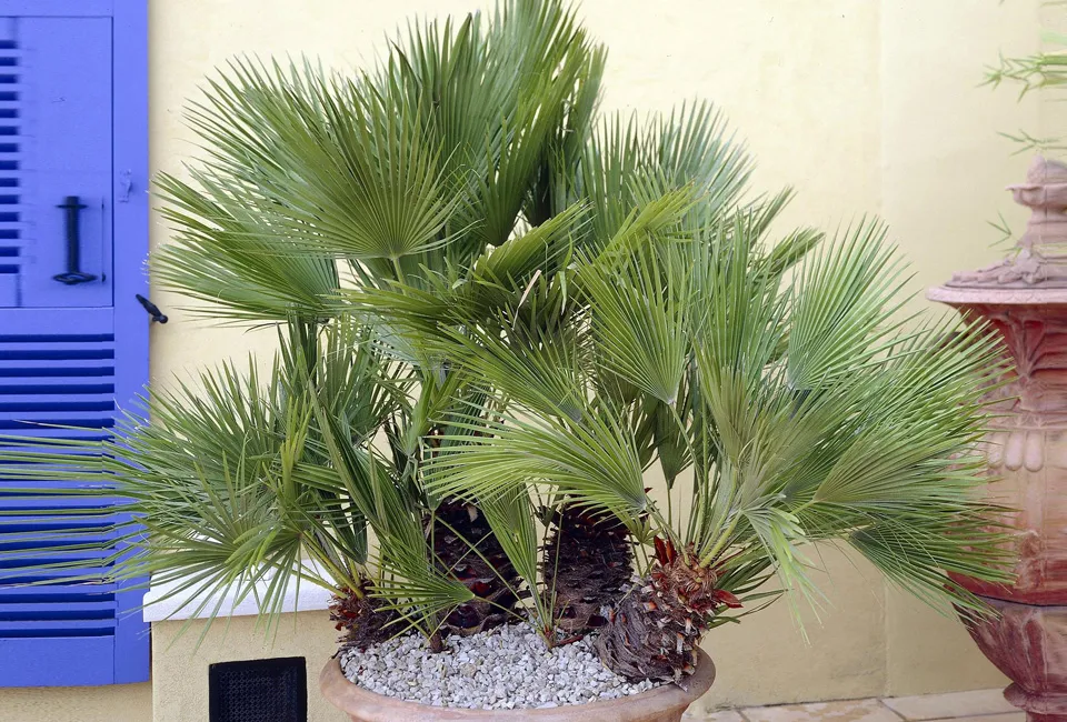 Palmera enana europea
