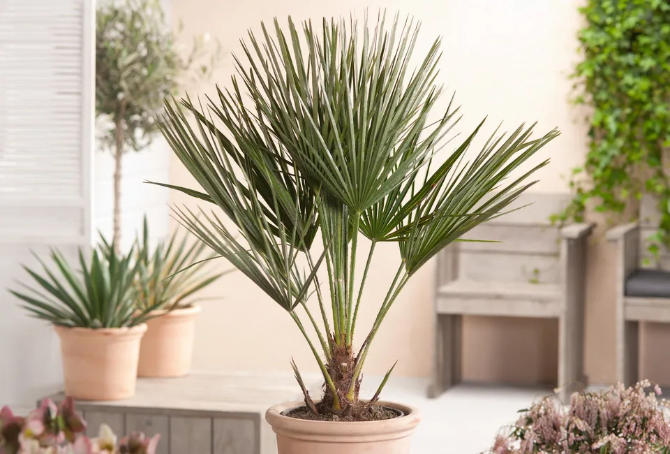 Palmera enana europea