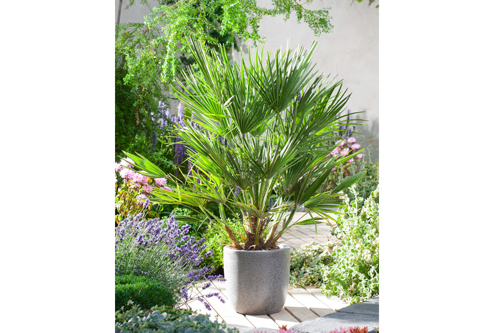 XL Palme Chamaerops Humilis