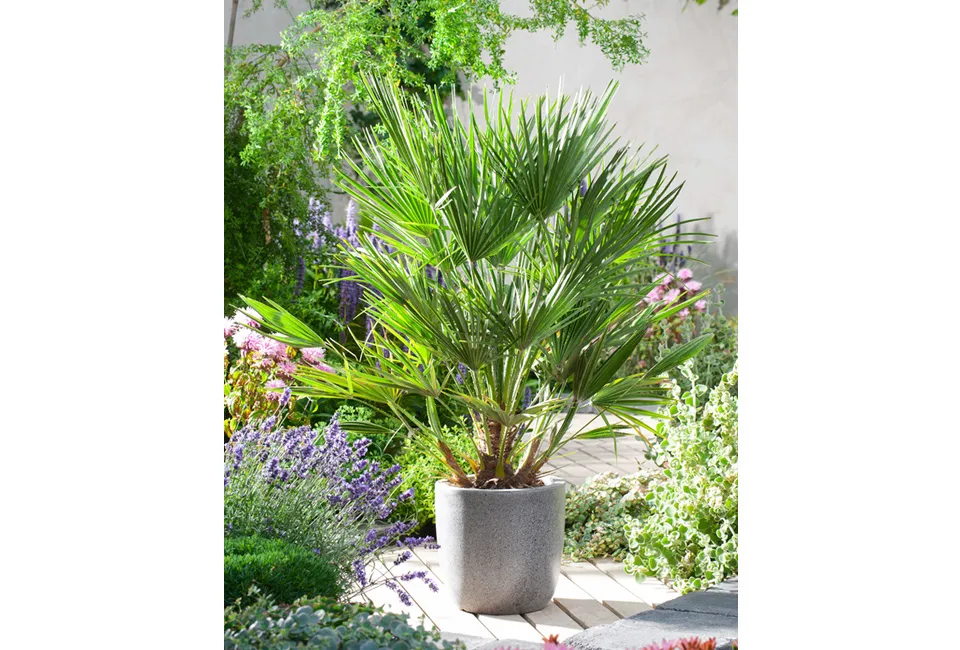 Palmera enana europea