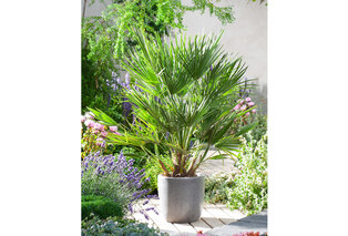 XL Palme Chamaerops Humilis — 3