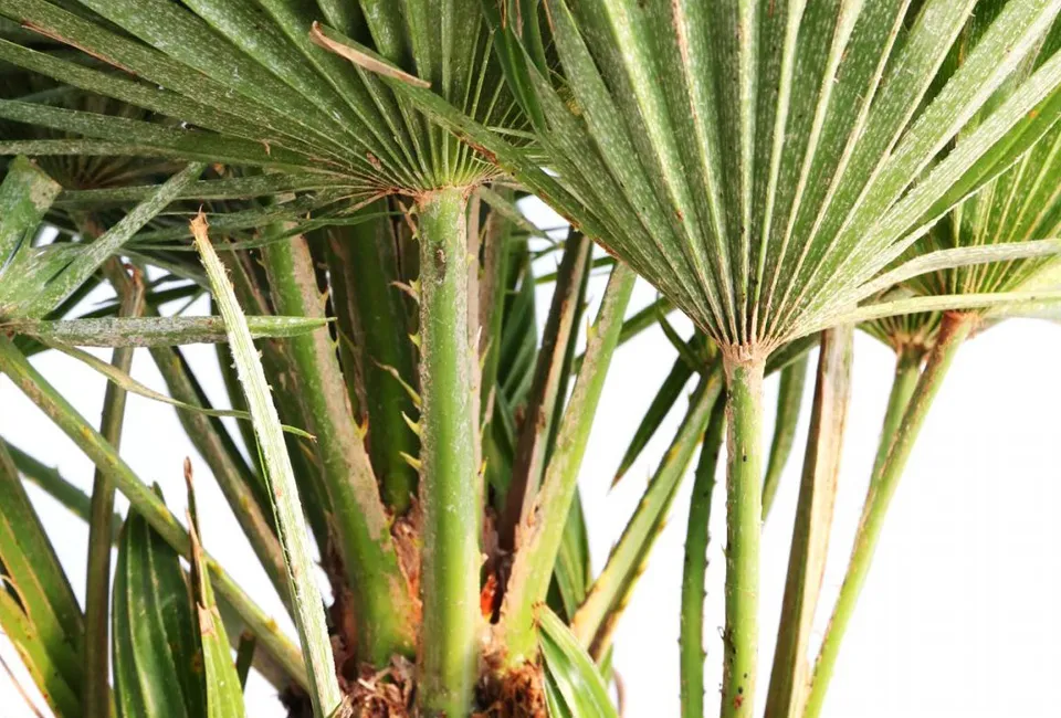 Palmera enana europea