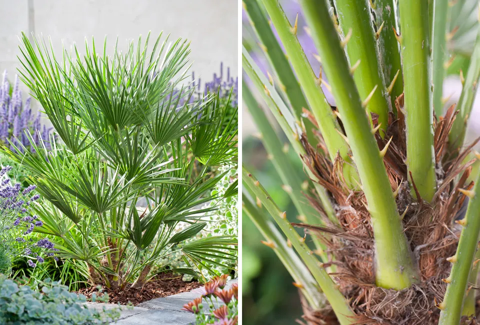 Palmera enana europea