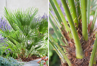 XL Palme Chamaerops Humilis — 5