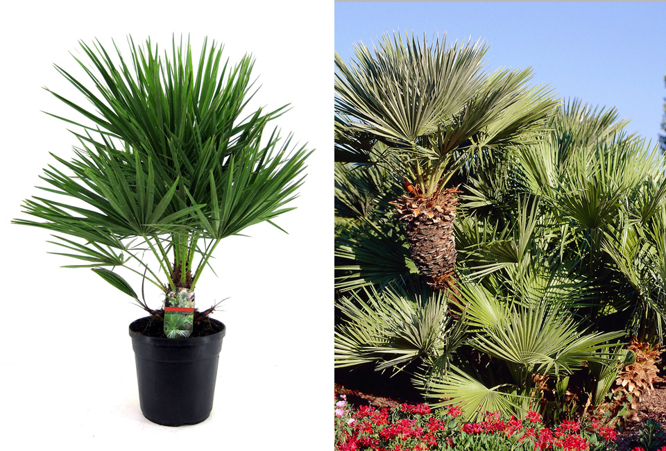 XL Palme Chamaerops Humilis