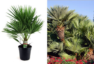 XL Palme Chamaerops Humilis — 6