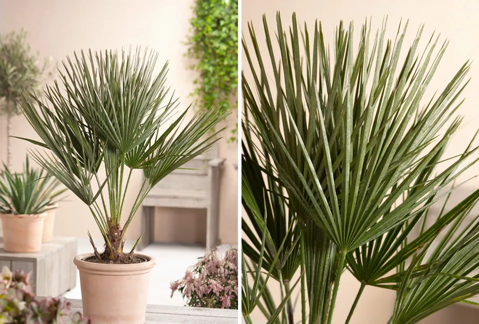 Palmera enana europea