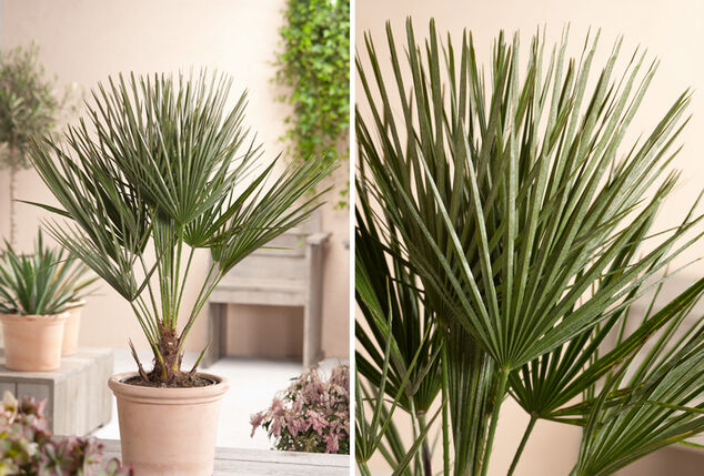 XL Palme Chamaerops Humilis