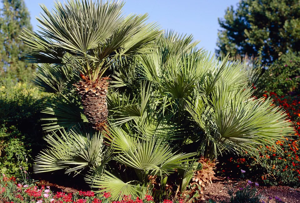 Palmera enana europea