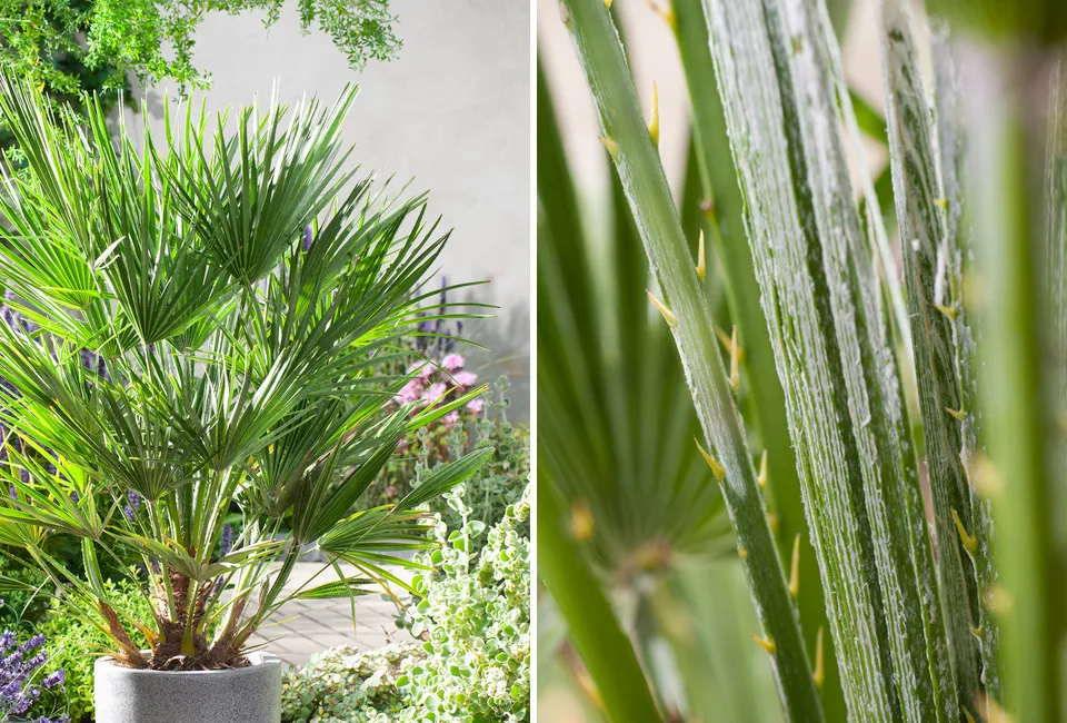 Palmera enana europea