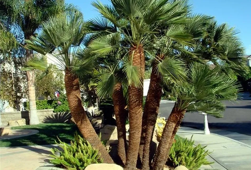 Palmera enana europea