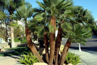 XL Palme Chamaerops Humilis — 10