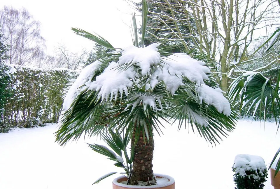 Palmera enana europea