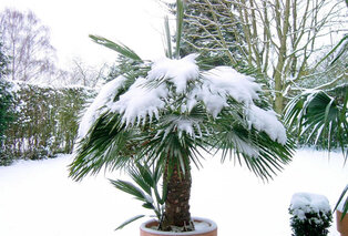 XL Palme Chamaerops Humilis — 11