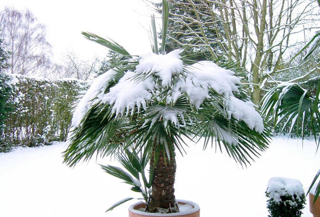 XL Palme Chamaerops Humilis