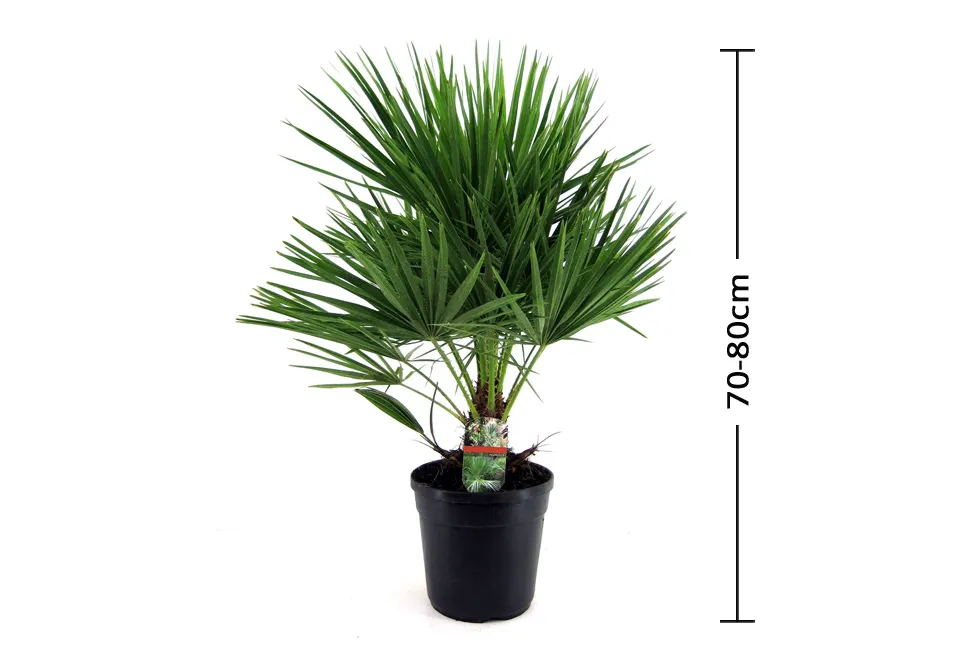 Palmera enana europea
