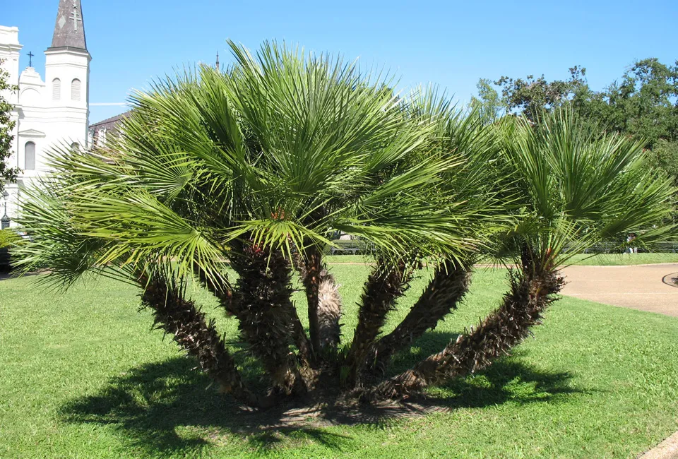 Palmera enana europea