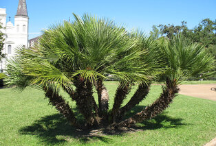 XL Palme Chamaerops Humilis — 13