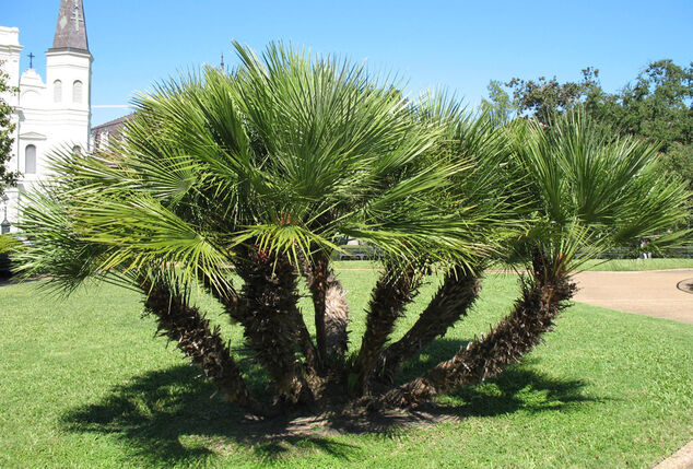 XL Palme Chamaerops Humilis