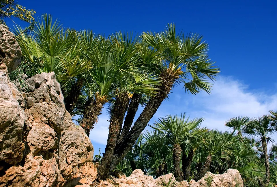 Palmera enana europea